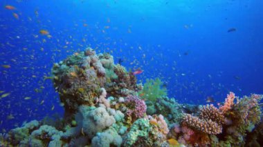 Sualtı Sahnesi Mercan Resifi