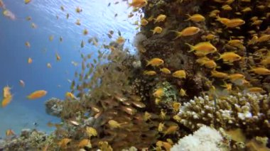 Sualtı Tropikal Cam Balık