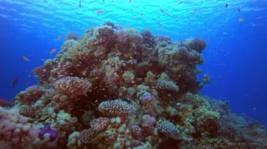 Sualtı Tropikal Deniz Manzarası