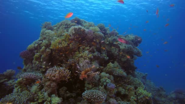 Escena submarina Arrecife de coral — Vídeo de stock