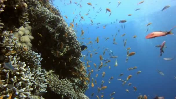 水中シーサンゴ礁 — ストック動画