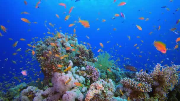Onderwaterwereld leven — Stockvideo