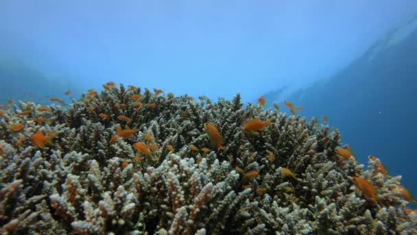 Capa marinha tropical subaquática — Vídeo de Stock