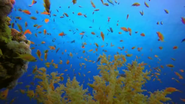 Sualtı Tropikal Deniz Manzarası — Stok video