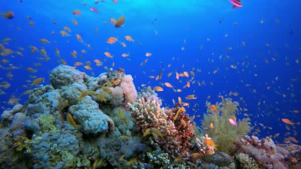 Paisaje marino tropical submarino — Vídeo de stock