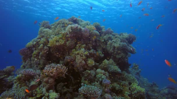 Underwater Tropical Seascape — Stock Video