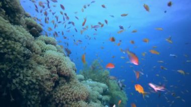 Renkli Balık ve Yumuşak Mercan