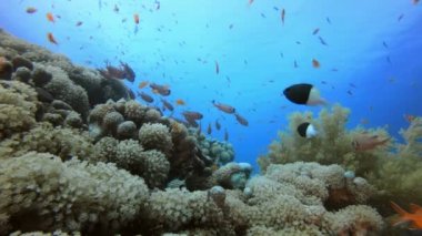 Renkli Sualtı Balık ve Mercanlar
