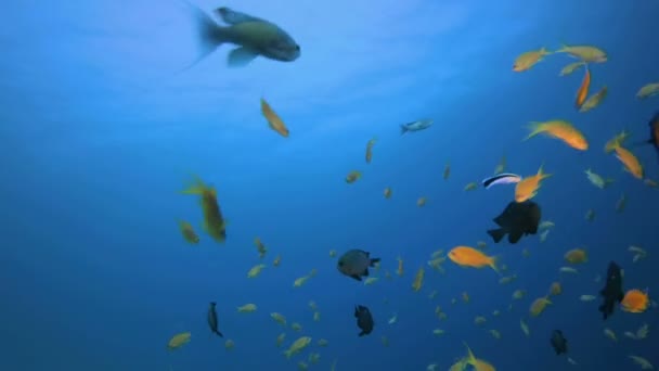 Blauwe zee kleurrijke vissen — Stockvideo
