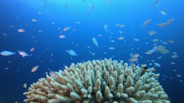 Blau-grüne Fische und tropisches blaues Wasser — Stockvideo