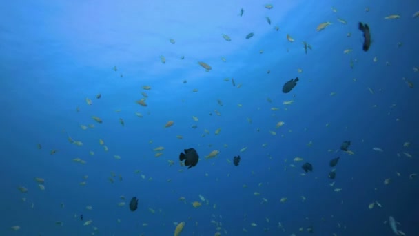 Барвисті риби Блакитна морська вода — стокове відео
