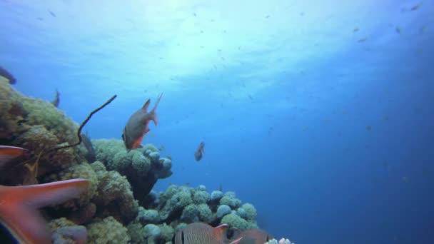 Renkli Tropikal Balıklar Deniz Manzarası — Stok video