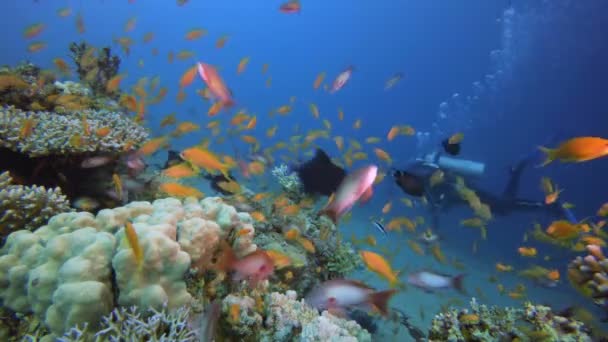 Красочный подводный пейзаж и дайвер — стоковое видео