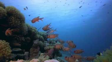 Sualtı Renkli Resif