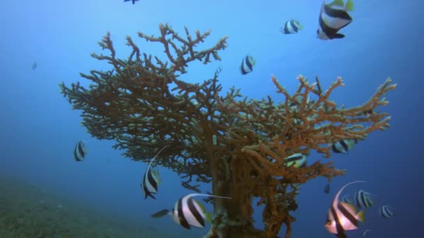 Tropisk banner-fisk och korall — Stockvideo