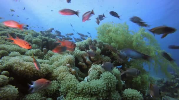 Тропічний барвистий підводний морський пейзаж — стокове відео