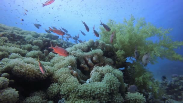 Arrecifes tropicales de coral — Vídeo de stock