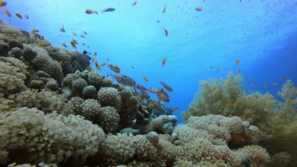 Jardín tropical de coral — Vídeos de Stock