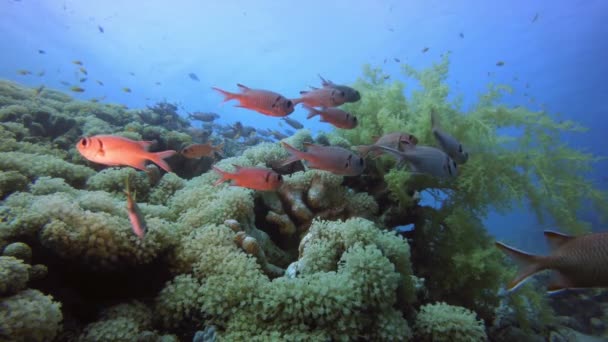 Тропический красочный подводный пейзаж — стоковое видео