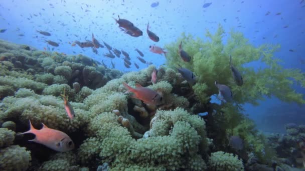 Tropische Meeresfische unter Wasser — Stockvideo