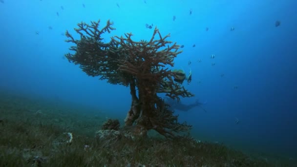 Poisson papillon sous-marin et plongeur — Video