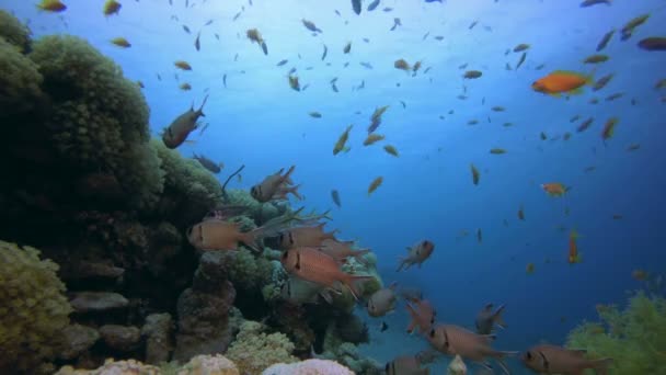 Monde coloré sous-marin — Video