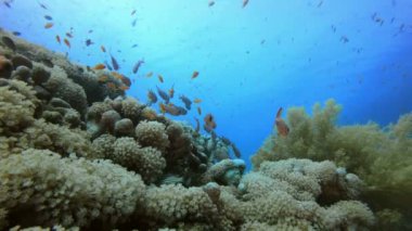 Sualtı Deniz Dünya Yaşam 4k 00_43