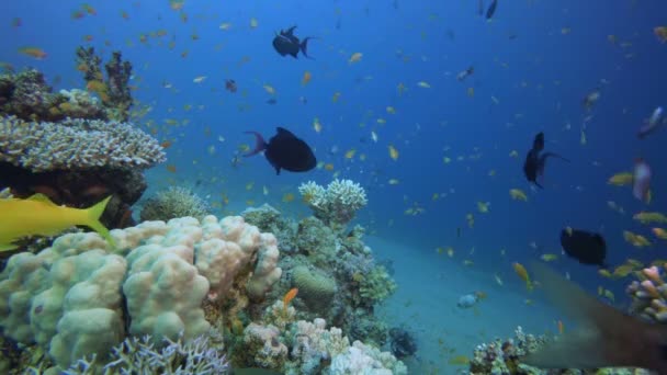 Mundo subaquático colorido — Vídeo de Stock
