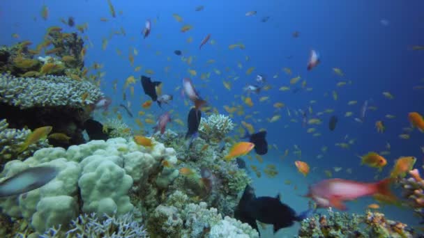 Підводний барвистий фон — стокове відео