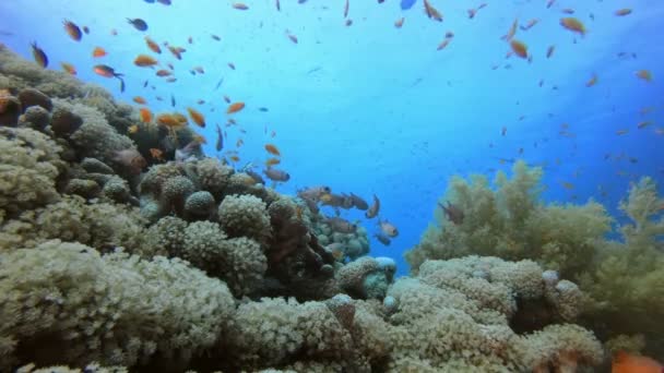 Cena de coral de recife subaquático — Vídeo de Stock