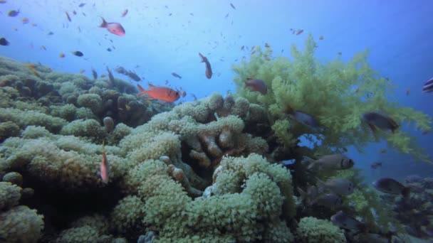 Arrecife submarino de coral marino — Vídeos de Stock