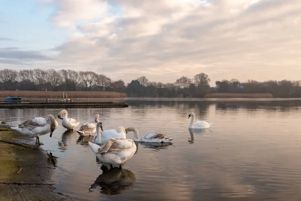 Svanar Rengör sig själva på en frusen sjö mitt i vintern i Hornsea Mere — Stockfoto