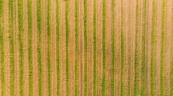 Un campo de trigo cosechado — Foto de Stock