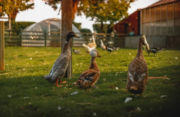 Uma família de patos correndo na Casa da Borboleta Tropical em Sheffield — Fotografia de Stock