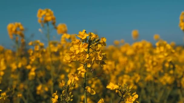 Panning beweging van een heldere gele bloem gevonden in een weide in het Verenigd Koninkrijk in het midden van de lente — Stockvideo