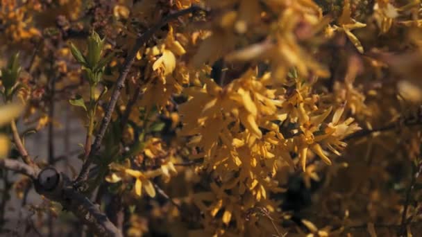 Mouvement panoramique d'une fleur jaune vif trouvée dans une prairie au Royaume-Uni au milieu du printemps — Video