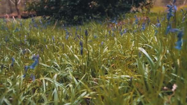 Langzame pannen beweging door een veld van Bluebells gevonden in het Peak District, UK-mei 2019 — Stockvideo