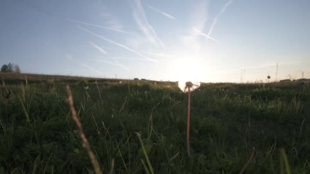 Flauschiger weißer Löwenzahnkopf und Samen in einem Feld, aufgenommen während eines schönen Frühlingssonnenuntergangs — Stockvideo