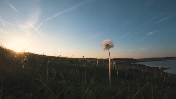 Pluizig witte paardebloem hoofd en zaden in een veld genomen tijdens een mooie lente zonsondergang — Stockvideo