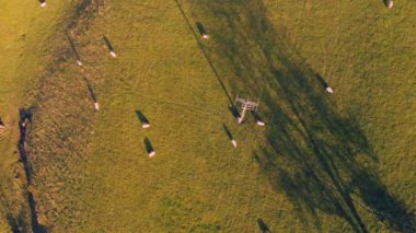 Bir alanda otlatma ve bir telefon teli karşı dinlenme Koyun havadan görüntüleri - Peak District, İngiltere Taken