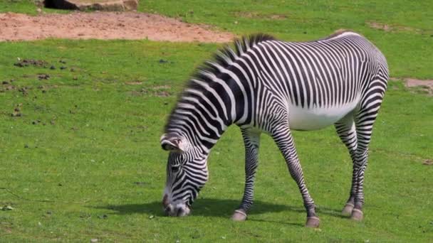 Samotna Zebra zjada trawę w środku lata — Wideo stockowe