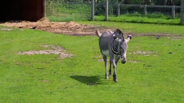 Una zebra solitaria cammina attraverso un campo erboso in estate — Video Stock