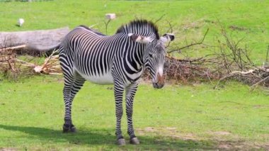 Yalnız bir Zebra yaz güneşinin sıcağında hala duruyor