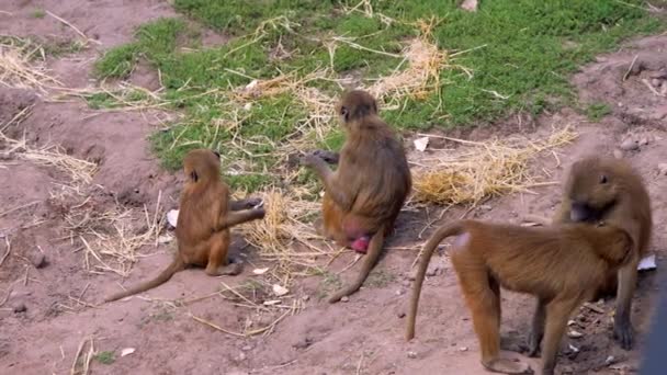 Een familie van Guinea Baboons bruidegom en spelen met elkaar buiten in de zon — Stockvideo