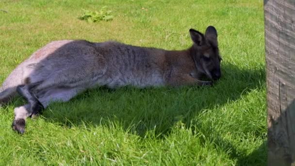 Wallaby sdraiato al sole in una certa ombra su erba brillante in estate — Video Stock