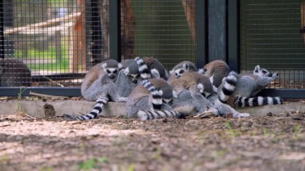 Lêmures-de-cauda-anelada - Lemur catta - dormindo em um grupo juntos por segurança — Vídeo de Stock