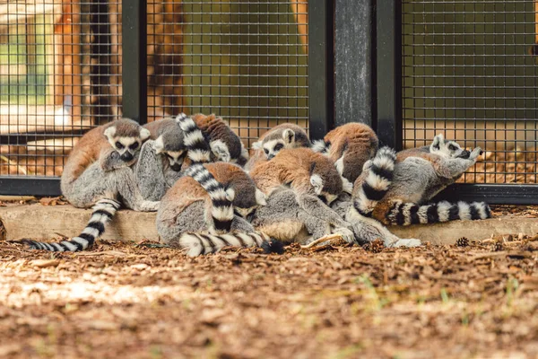 Eine Lemurenfamilie kuschelt sich in einem Zoo im Norden des Vereinigten Königreichs um Geborgenheit und Wärme — Stockfoto