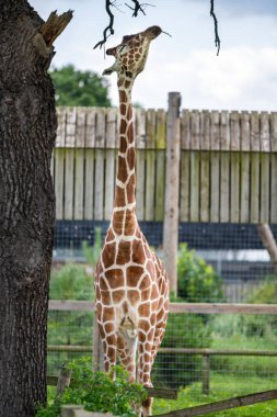 Yetişkin Zürafa Kuzey İngiltere'de bir hayvanat bahçesinde uzun ağaçlardan yaprakları yiyor