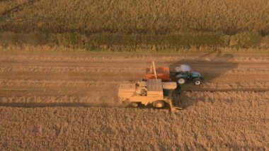 Sheffield, İngiltere - 24 Ağustos 2019: Harvester ve Grain Cart at Sunset birleştirin - Hava 4k görüntüleri