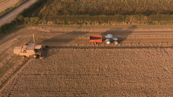 Sheffield, İngiltere - 24 Ağustos 2019: Harvester ve Grain Cart at Sunset birleştirin - Hava 4k görüntüleri — Stok video